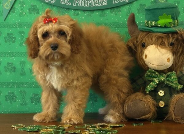 Cockapoo puppy looking at the camera