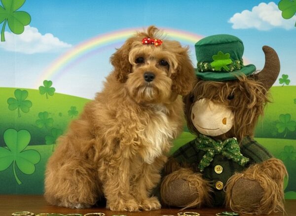 Socialized Cockapoo puppy with teddy bear face