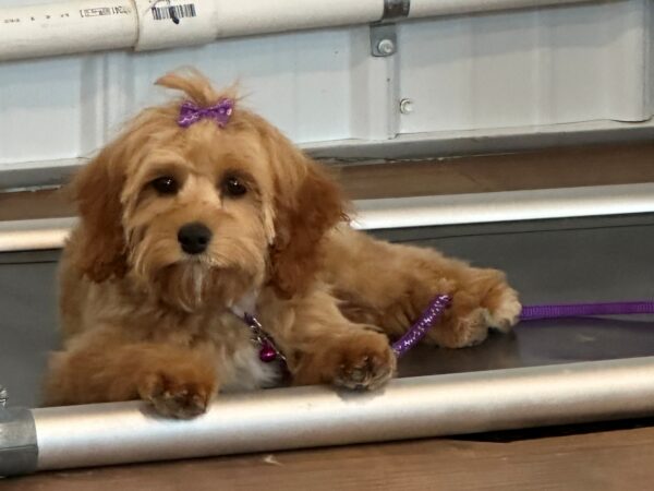 Cockapoo puppy available near Louisville Kentucky