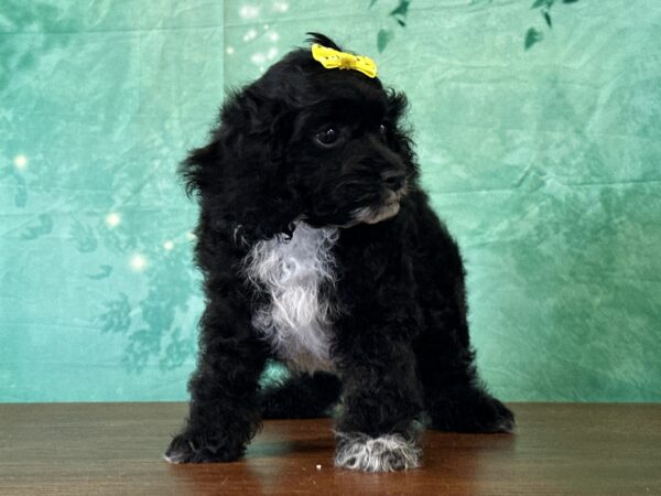 Female Cockapoo puppy available for adoption
