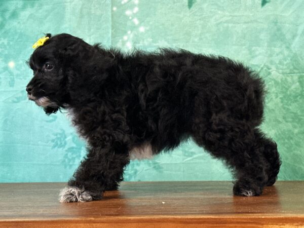 Cockapoo puppy with sweet temperament