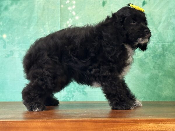 Vet-checked Cockapoo puppy ready to go home