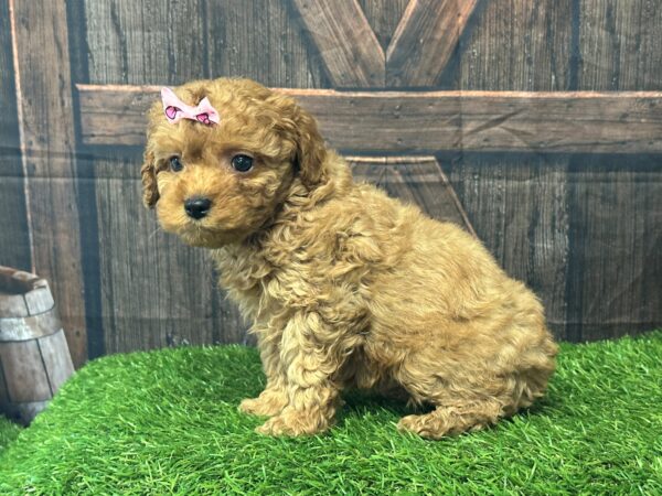 Cockapoo puppies from Harmony View Puppies