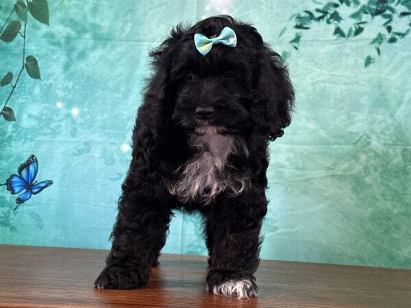 Cockapoo puppies for sale near me