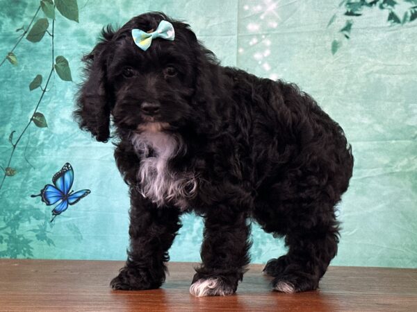 Cockapoo puppy available near Cincinnati Ohio