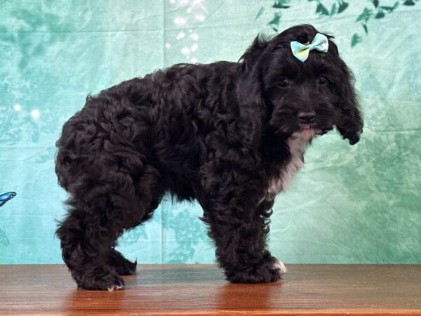 Cockapoo puppy available near Lexington Kentucky