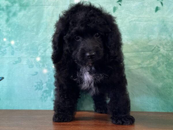 Adorable Cockapoo puppy with curly coat