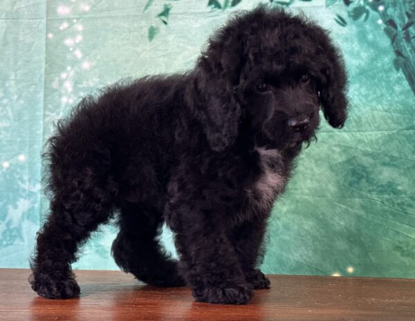 F1 Cockapoo puppy from responsible Kentucky breeder