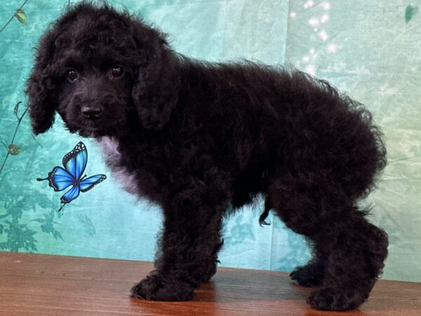 Cockapoo puppy with wavy hypoallergenic coat