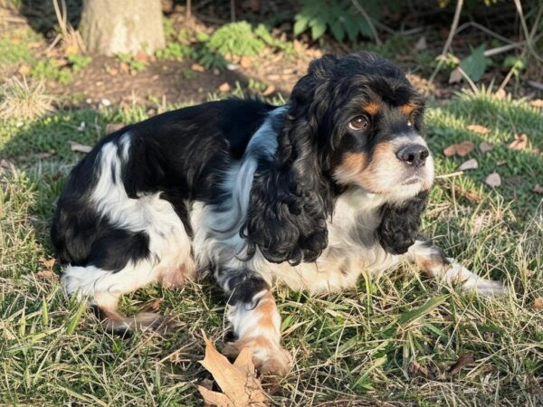 Cockapoo puppies for sale in Kentucky