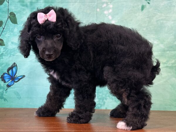 Miniature Poodle puppy for sale near Cincinnati, Ohio