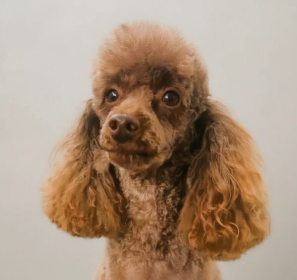 Cockapoo breeder in Kentucky