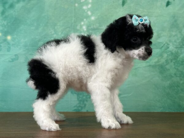 Tiana, adorable female AKC Miniature Poodle puppy in Kentucky